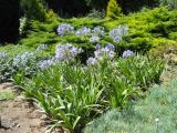 Agapanthus africanus