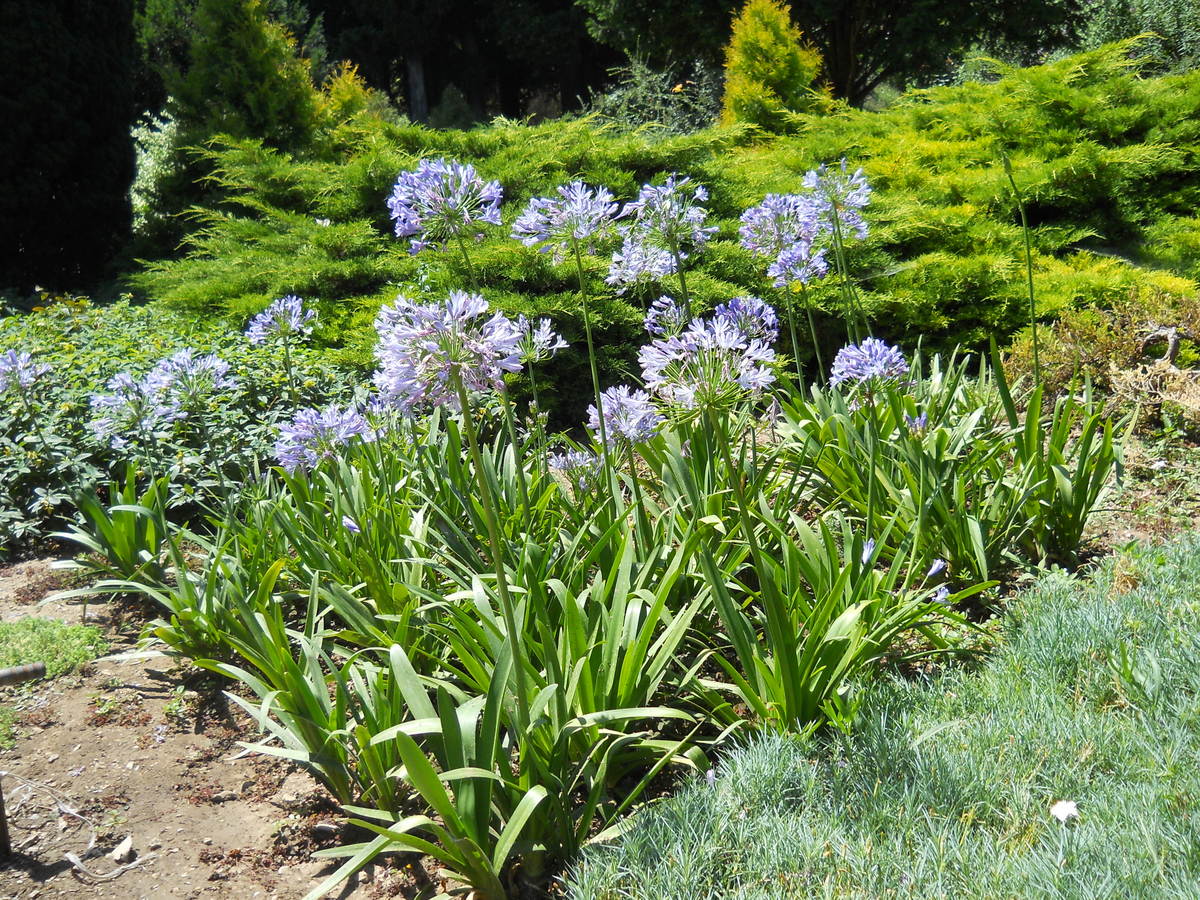 Image of Agapanthus africanus specimen.