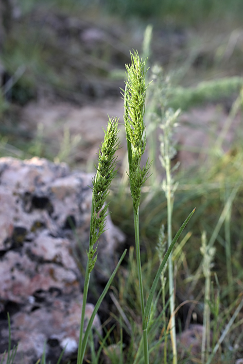 Изображение особи Poa bulbosa ssp. vivipara.