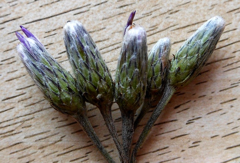 Image of Saussurea dubia specimen.