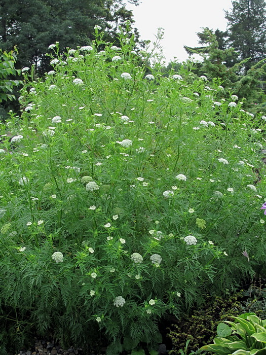 Изображение особи семейство Apiaceae.