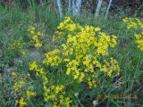 Senecio jacobaea. Цветущее растение. Челябинская обл., лесостепь в окрестностях пос. Светлый. 21.07.2012.