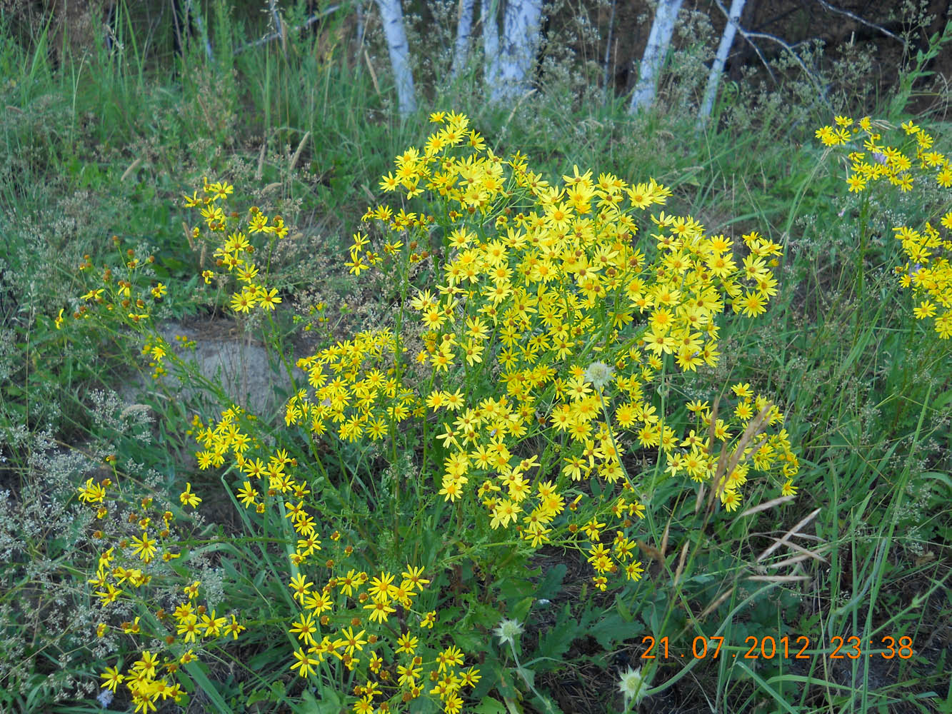 Image of Senecio jacobaea specimen.