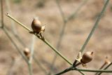 Convolvulus pseudocantabrica. Побеги с плодами. Узбекистан, Ташкентская обл., отроги Чаткальского хр. в окр. г. Газалкент. 25.08.2012.