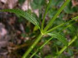 Stachys recta