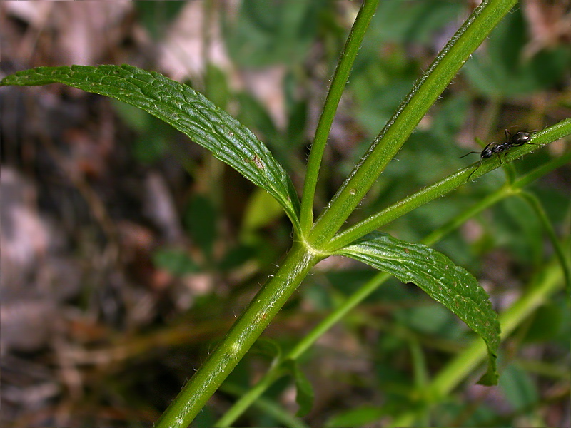 Image of Stachys recta specimen.