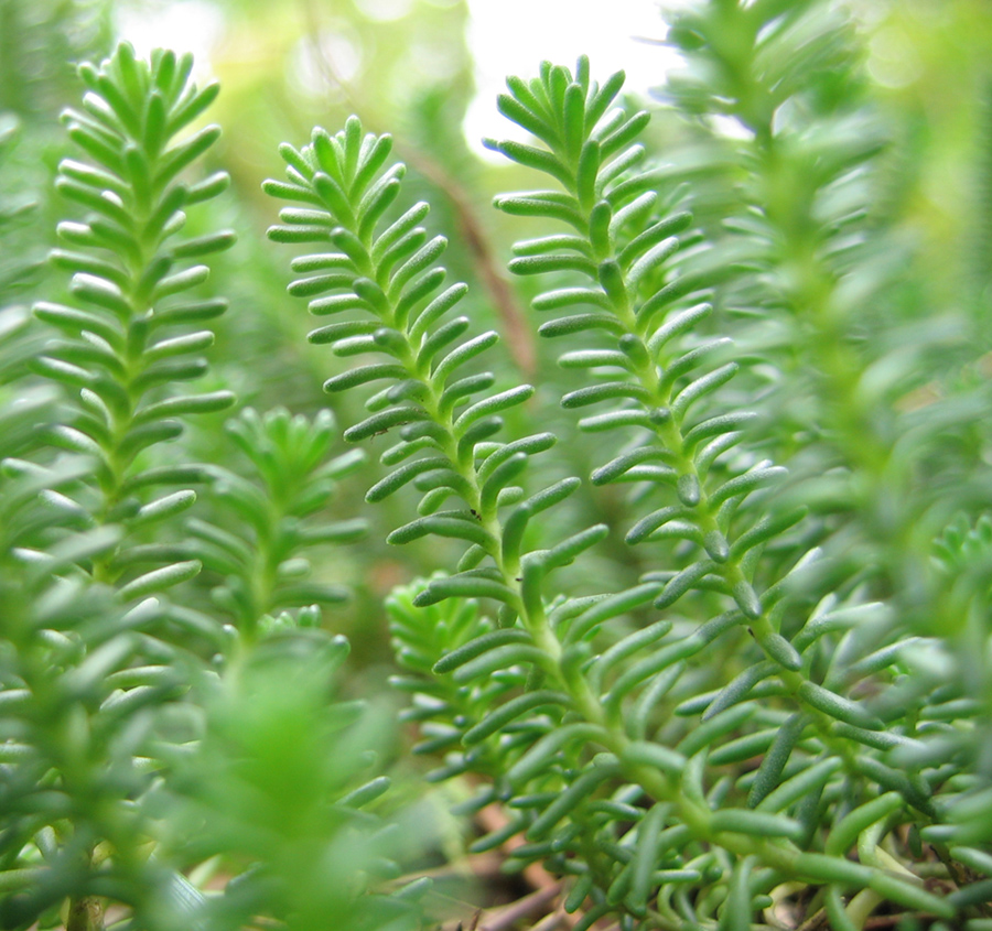Изображение особи Sedum sexangulare.