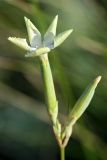 Dianthus leptopetalus. Цветок. Республика Калмыкия, окр. с. Ульдючины, степь. 22.07.2012.