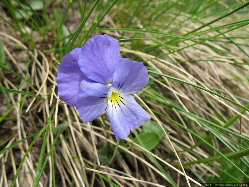 Изображение особи Viola oreades.