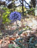 Echinops ritro