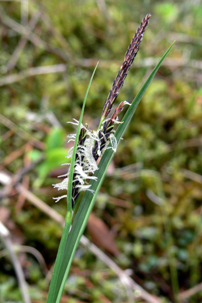 Изображение особи Carex nigra.