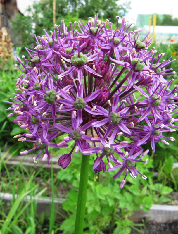 Изображение особи Allium altissimum.