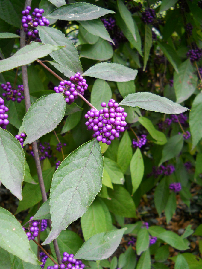 Image of Callicarpa bodinieri specimen.