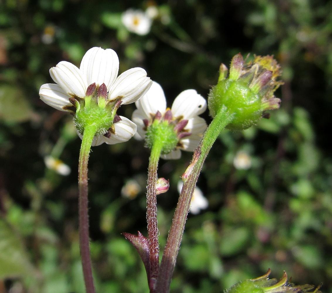 Image of Bidens pilosa specimen.