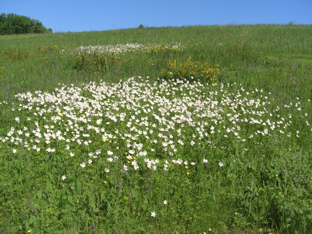 Image of Anemone sylvestris specimen.