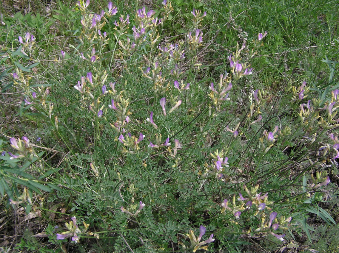 Изображение особи Astragalus pallescens.