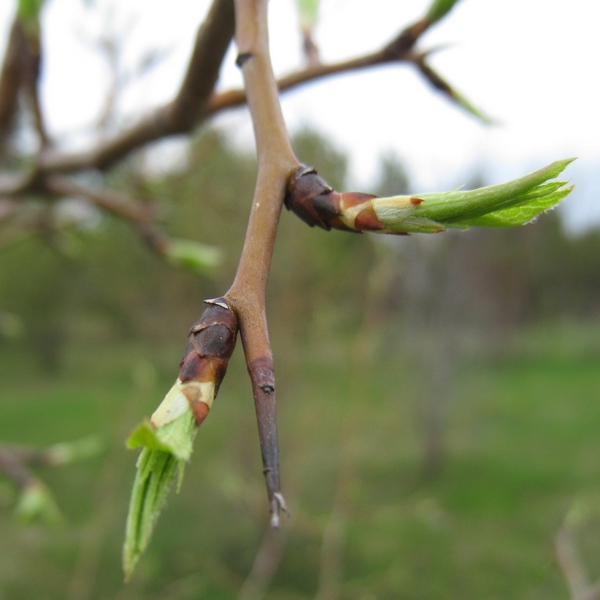 Image of Pyrus ussuriensis specimen.