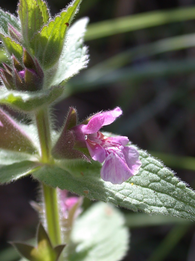 Image of Stachys arabica specimen.