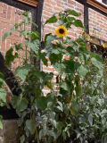 Helianthus annuus. Цветущие растения. Германия, земля Саксония-Анхальт, г. Кведлинбург. 06.07.2012.