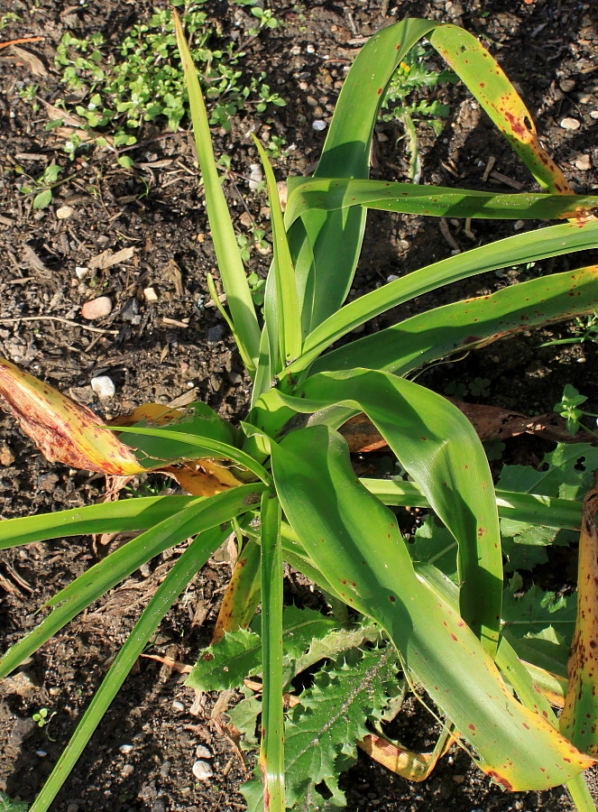 Изображение особи Crinum &times; powellii.