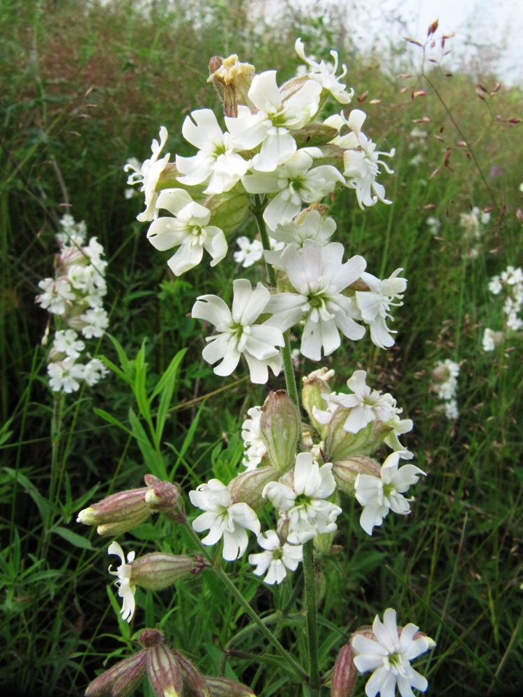 Изображение особи Silene amoena.