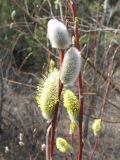 Salix acutifolia