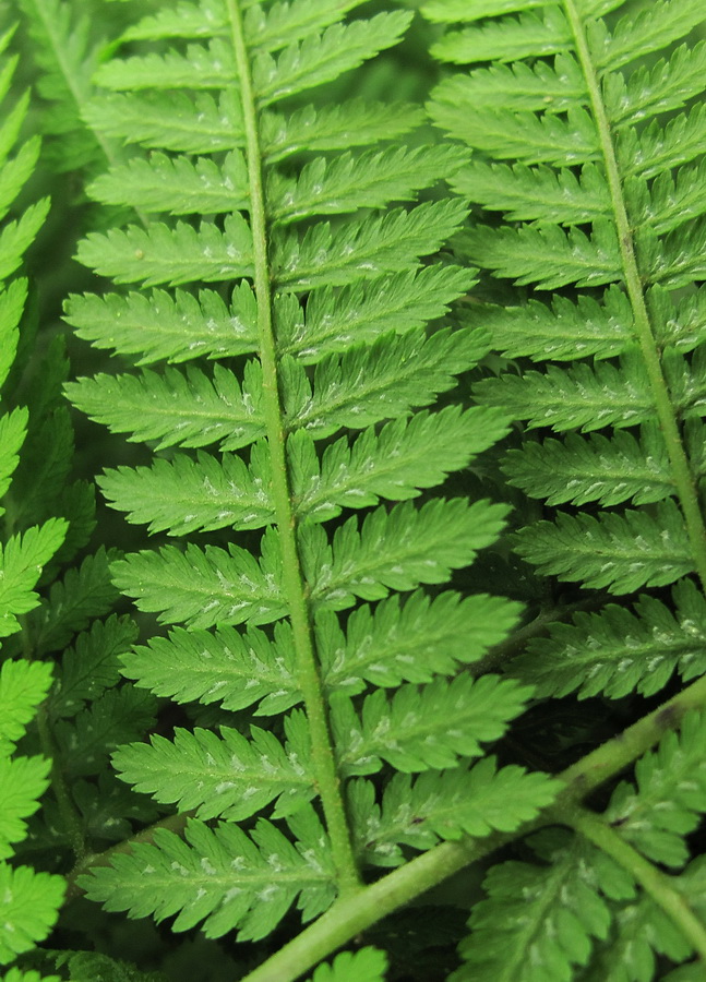 Image of Athyrium monomachii specimen.