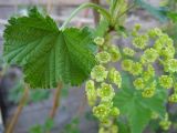 Ribes rubrum