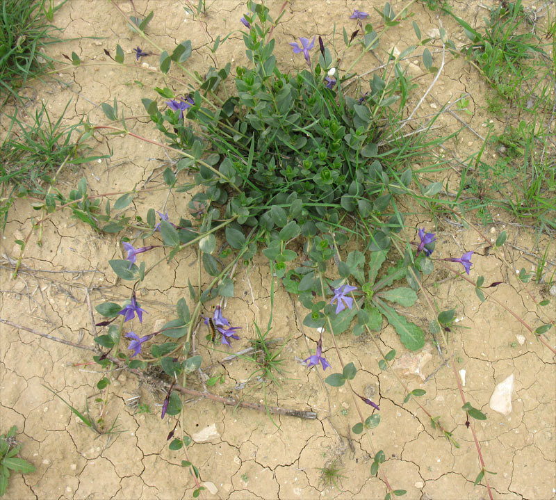 Image of Vinca herbacea specimen.