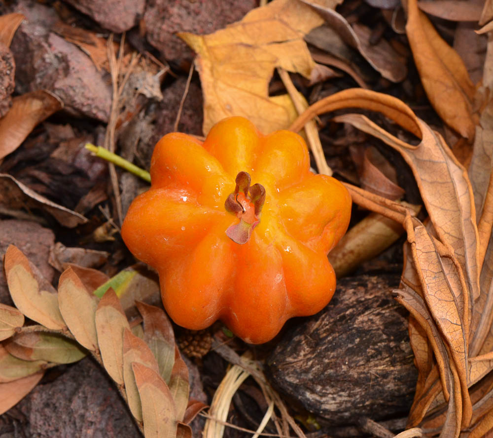 Image of Eugenia uniflora specimen.