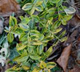 Euonymus fortunei