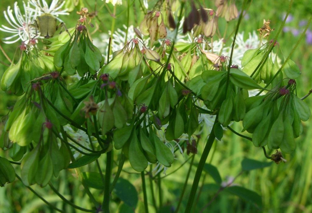Изображение особи Thalictrum contortum.