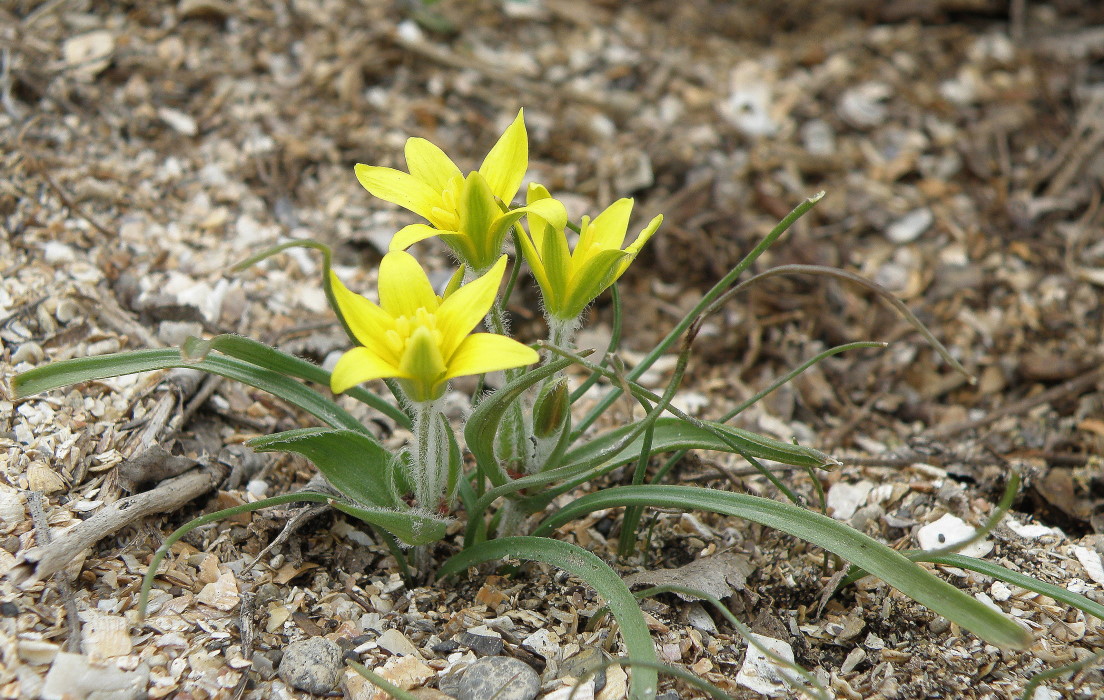 Image of Gagea dubia specimen.