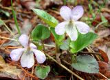 Viola sacchalinensis. Цветущее растение. Якутия (Саха), Нерюнгринский р-н, окр. пос. Чульман, берег р. Чульман. 29.05.2011.