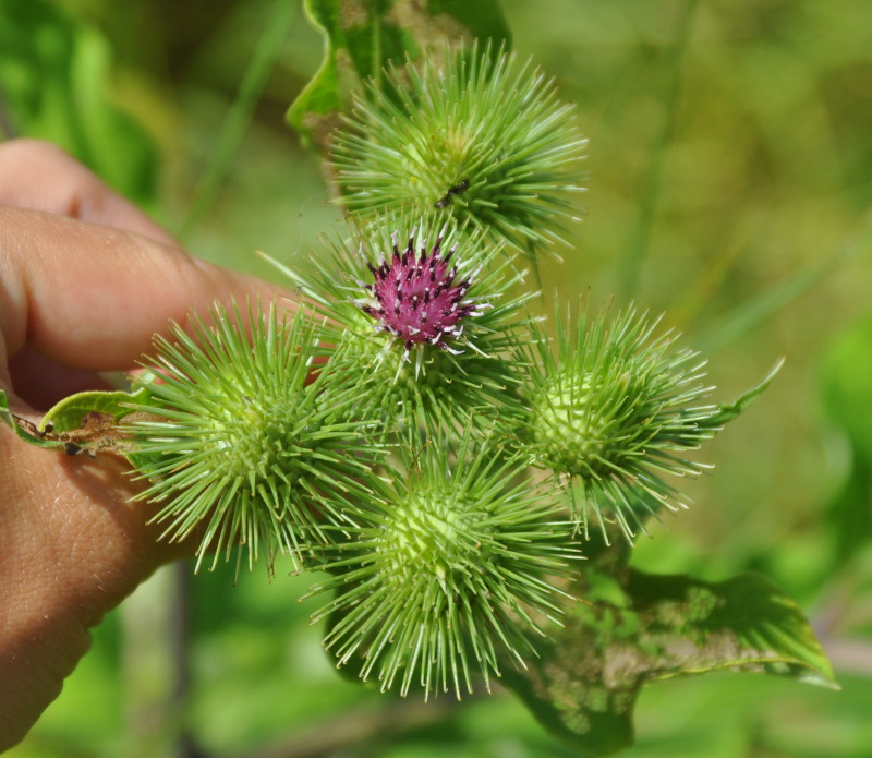 Изображение особи Arctium lappa.