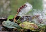 Salix reticulata. Соплодие с осыпающимися семенами. Смоленск, в культуре. Соплодие сформировалось в естественных условиях на Полярном Урале в верховьях Большой Пайпудыны. 25.08.2010.