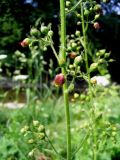 Scrophularia scopolii