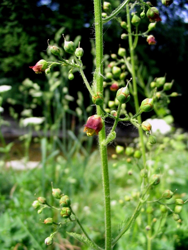 Image of Scrophularia scopolii specimen.