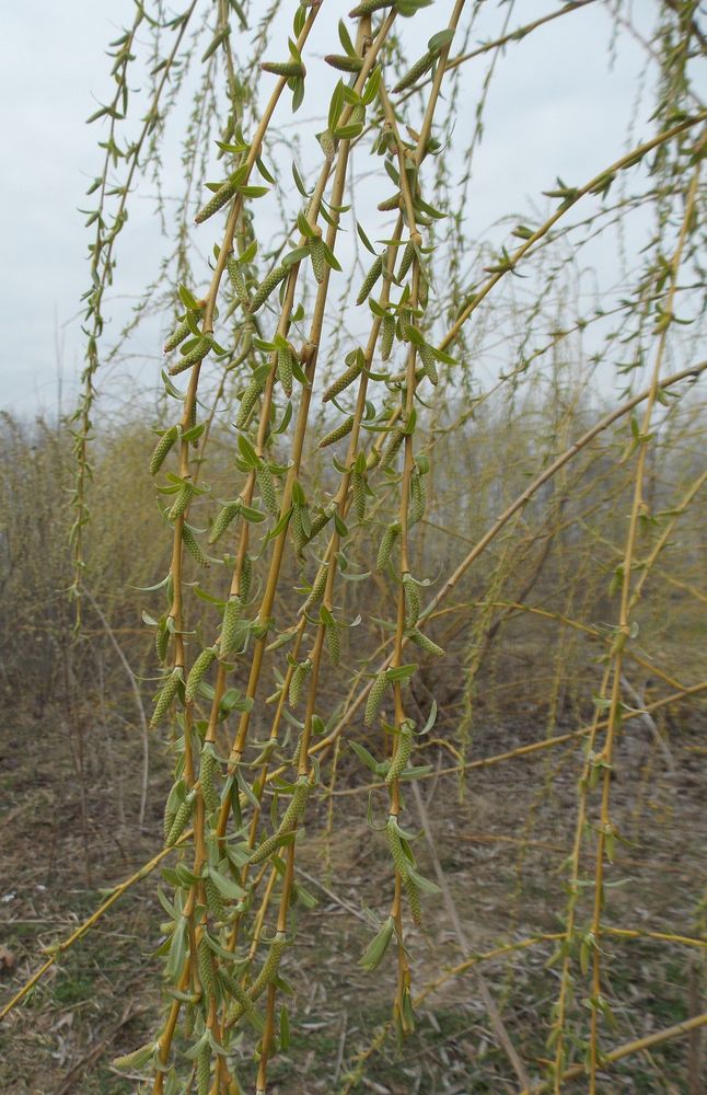 Image of Salix &times; sepulcralis specimen.