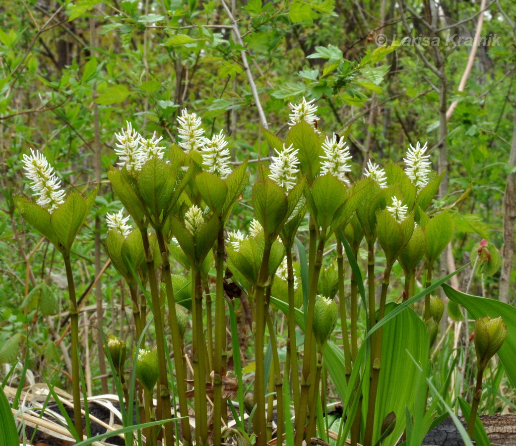 Image of Chloranthus quadrifolius specimen.