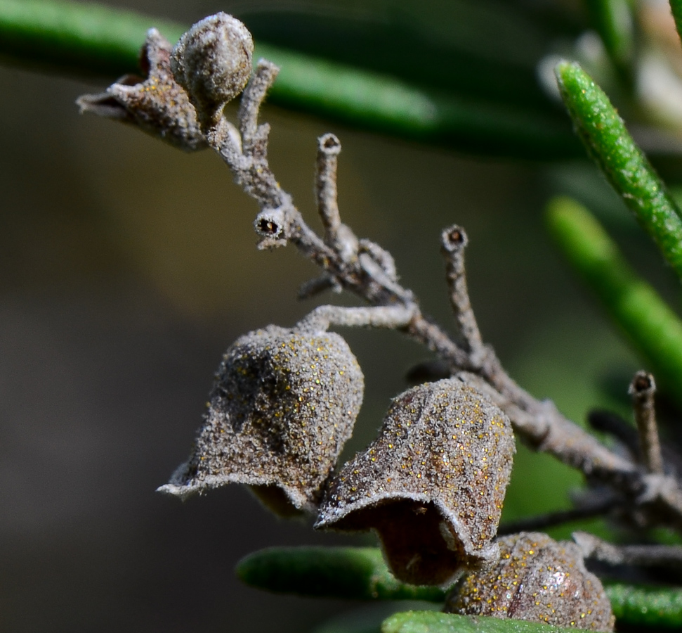 Image of Rosmarinus officinalis specimen.