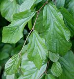 Parrotia persica