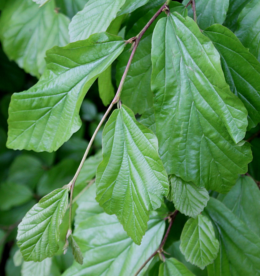 Изображение особи Parrotia persica.