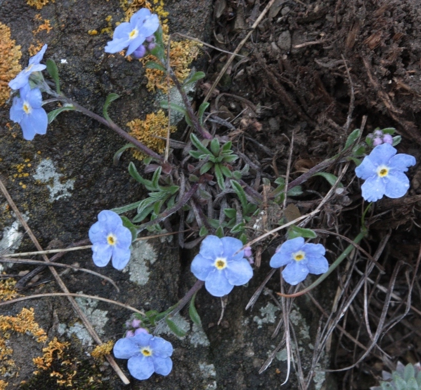 Изображение особи Eritrichium jenisseense.