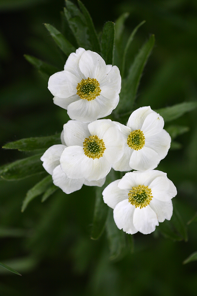 Изображение особи Anemonastrum crinitum.