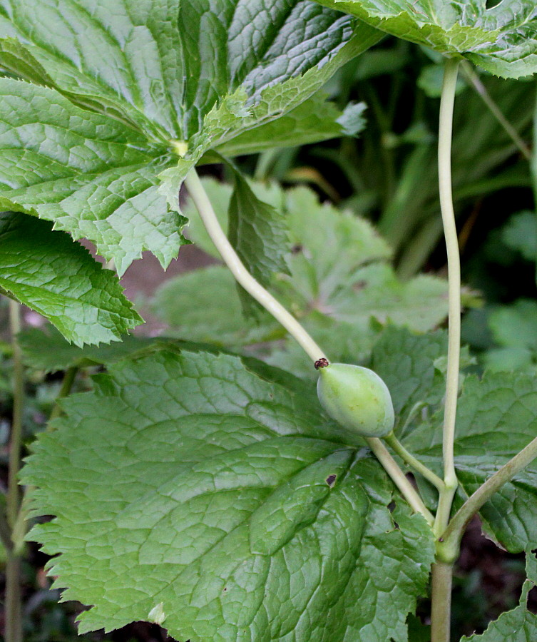 Изображение особи Sinopodophyllum hexandrum.