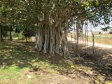 Ficus benghalensis