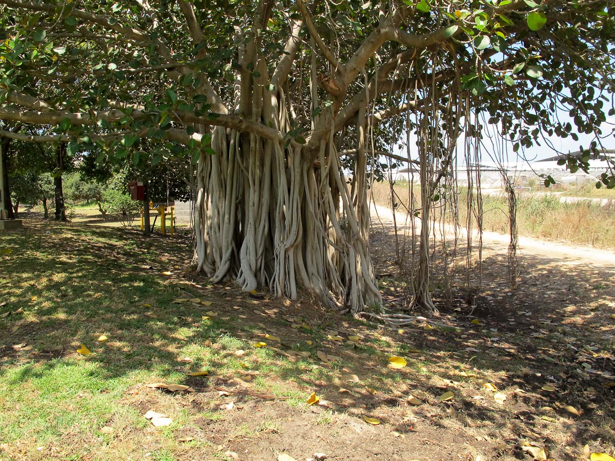 Изображение особи Ficus benghalensis.