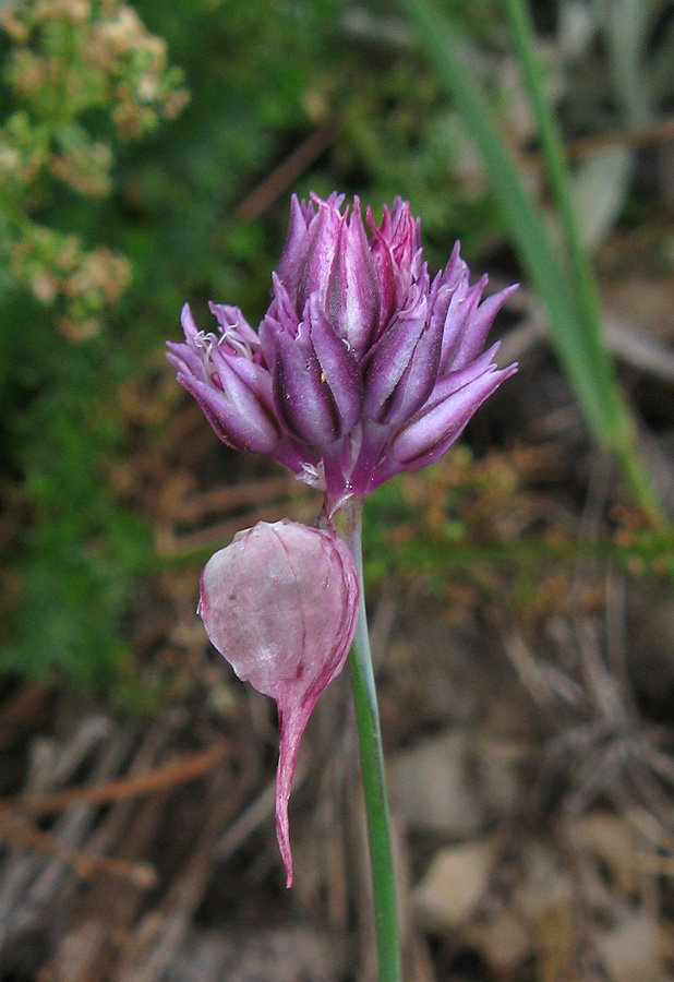 Изображение особи Allium nathaliae.