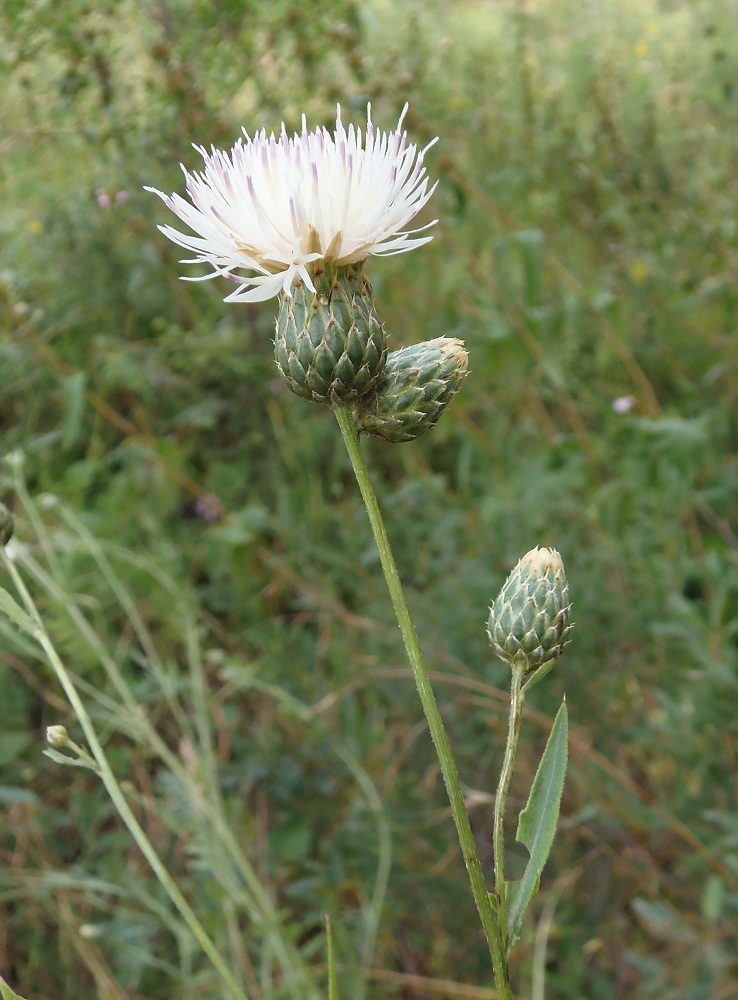 Image of Klasea radiata specimen.